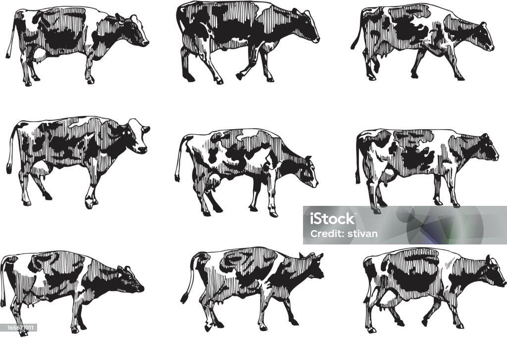 Cows Vector illustration of nine different, black and white cow drawings. No gradient. Domestic Cattle stock vector