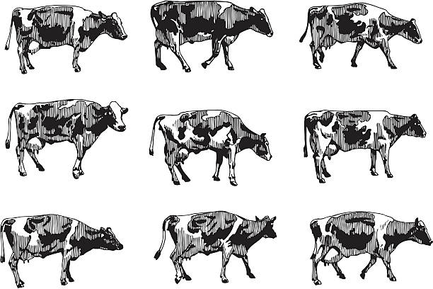 Cows Vector illustration of nine different, black and white cow drawings. No gradient. cow illustrations stock illustrations