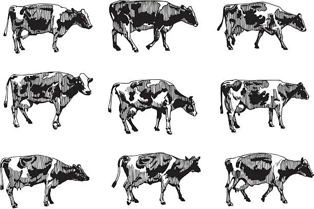 Vector illustration of Cows