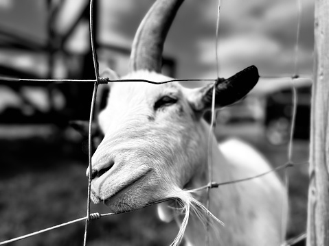 Close Up Domestic Goat