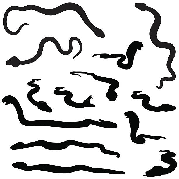 змея силуэт коллекции - cobra snake poisonous organism reptiles stock illustrations