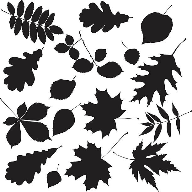 2,900+ Leaves Falling Silhouette Stock Illustrations, Royalty-Free ...