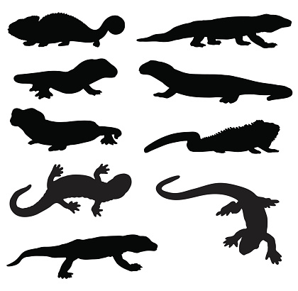 Lizard and newt silhouettes.