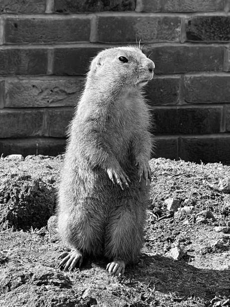 istock Close up of a prairie dog 1656715788