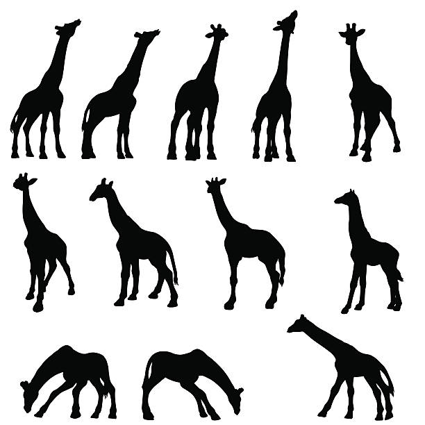 Giraffe silhouette collection Many different positions of giraffes in silhouette including a young giraffe. giraffe calf stock illustrations