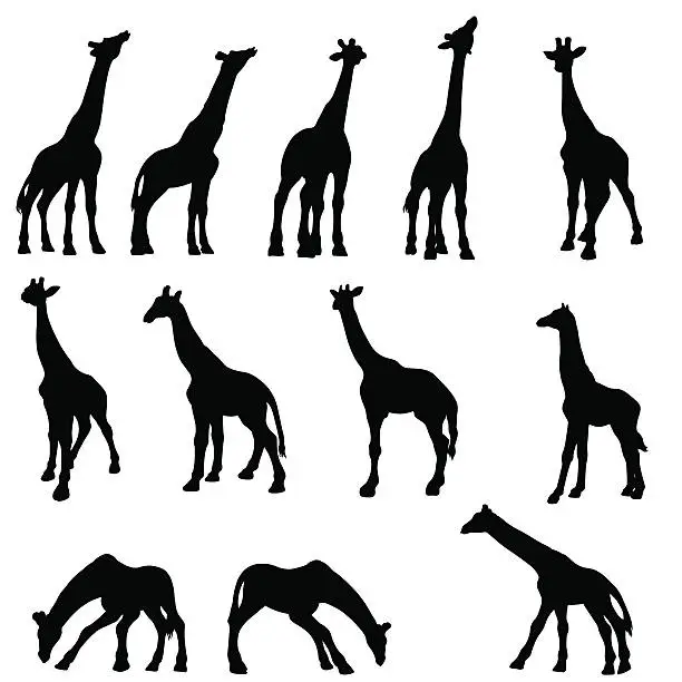 Vector illustration of Giraffe silhouette collection