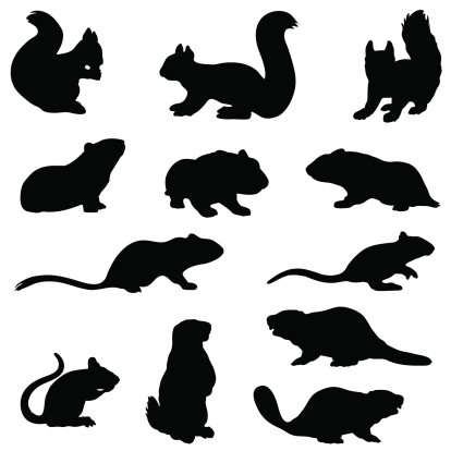 Rodent silhouette collection