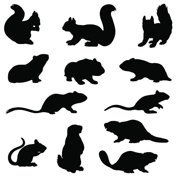 Rodent silhouette collection Silhouette collection of rodents from the rodent family including rats,squirrels, hamsters,mice a marmot and beavers. gerbil stock illustrations