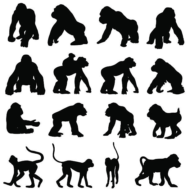 illustrations, cliparts, dessins animés et icônes de singes et les primates de silhouette - drill