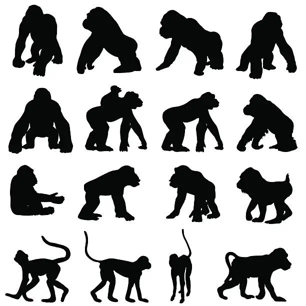 Vector illustration of Monkeys and other primates in silhouette