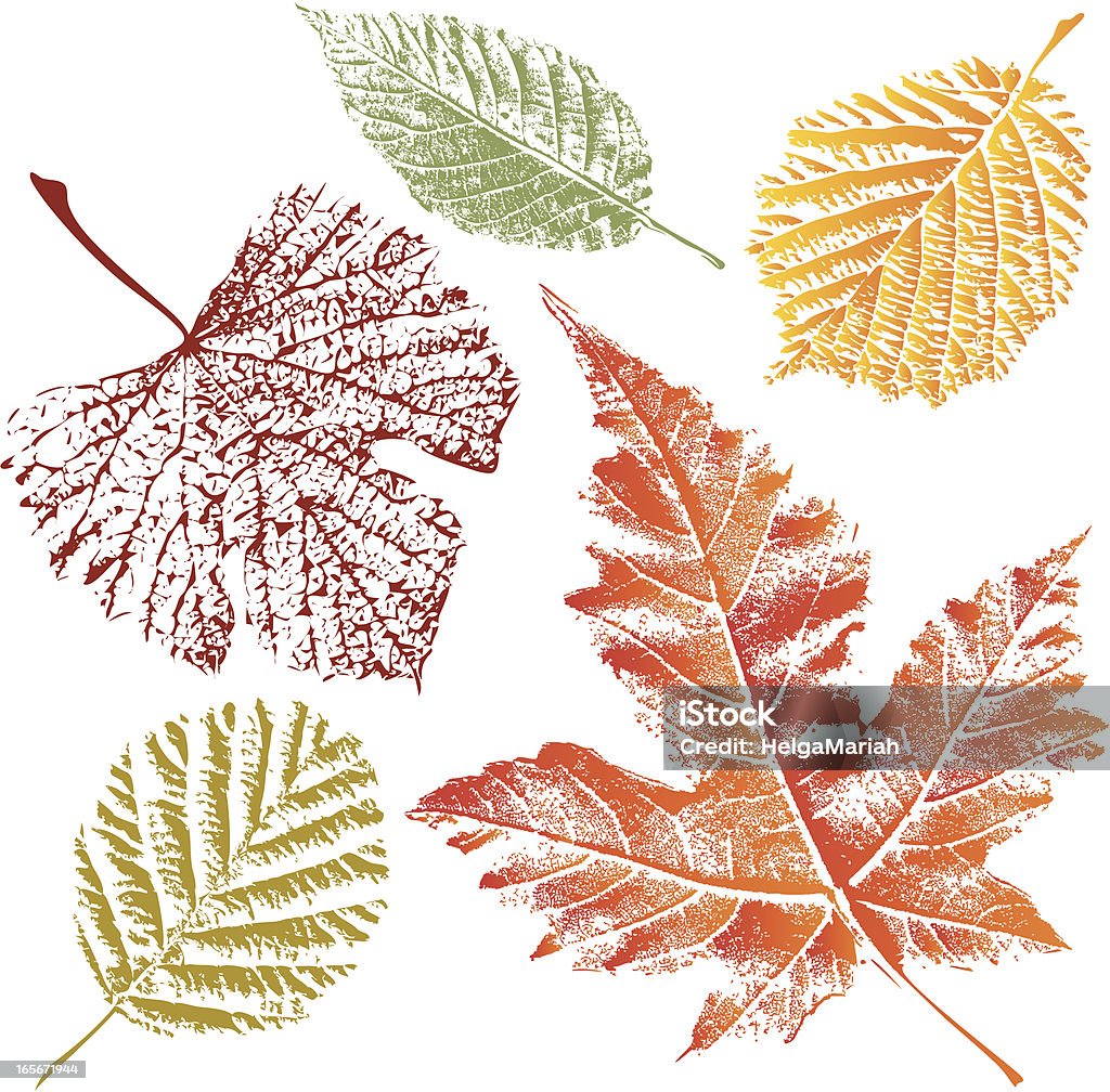 Autumn Leaves Vector autumn leaves with leaf vein.Colors can be changed easily. Leaf stock vector