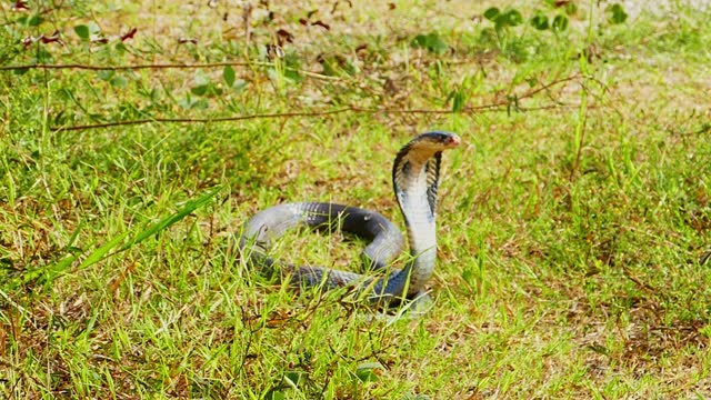 A black cobra raised its neck and spread its hood in the grass.