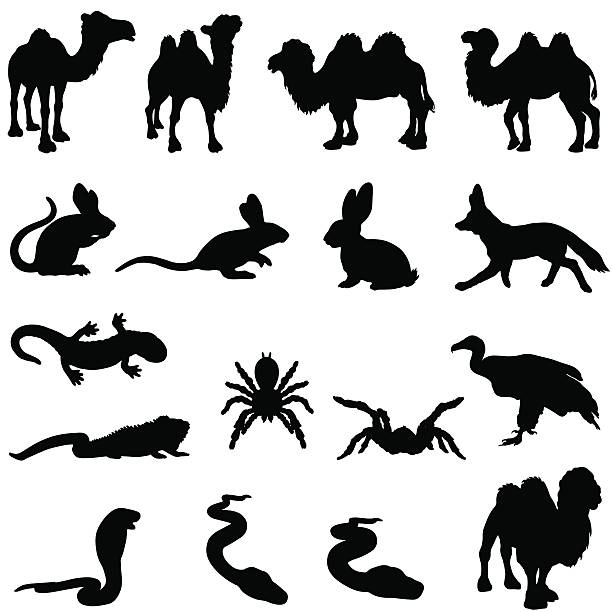 desert tiere silhouette set - desert animals stock-grafiken, -clipart, -cartoons und -symbole