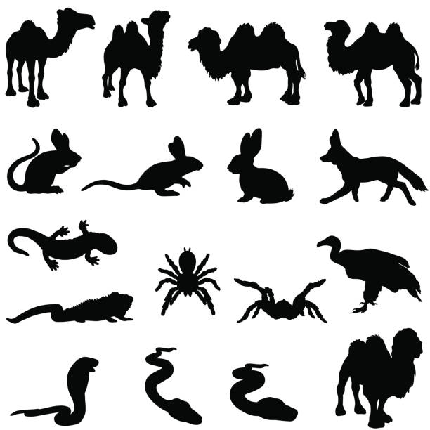 ilustrações de stock, clip art, desenhos animados e ícones de conjunto de silhueta de animais do deserto - desert animals