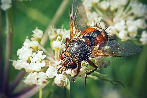 Tachina fera Tachinid Fly Insect. Digitally Enhanced Photograph.