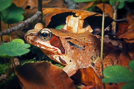 Rana temporaria European Common Frog Amphibian. Digitally Enhanced Photograph.
