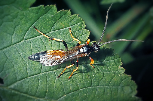 Ichneumon confusor Wasp Insect. Digitally Enhanced Photograph.