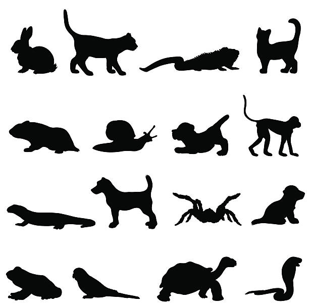 Pet silhouette collection profiles A collection of pet silhouettes. This includes a rabbit, cat, lizard, hamster, snail, puppy, monkey, newt, dog, spider, tarantula,  frog, budgie, tortoise and snake. amphibian illustrations stock illustrations