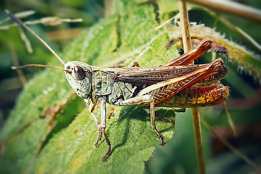 Gomphocerippus rufus Rufous Grasshopper Insect. Digitally Enhanced Photograph.