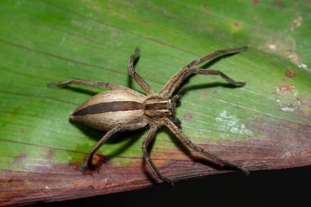 istock African Grass Huntsman Spider (Pseudomicrommata longipes) 1656725374