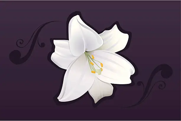 Vector illustration of White lily blossom