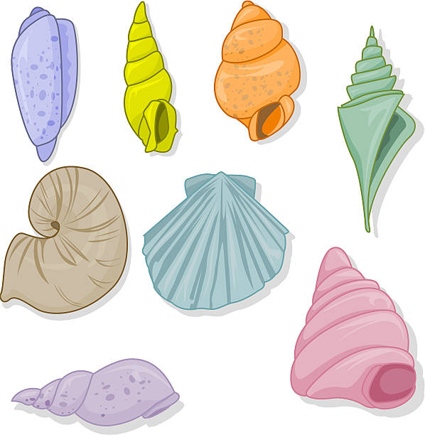 Shells. vector art illustration