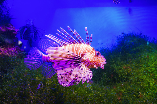 The zebra lionfish or zebra fish is a species of ray-finned fish in a large aquarium. Excursion to the oceanarium. exotic fish.