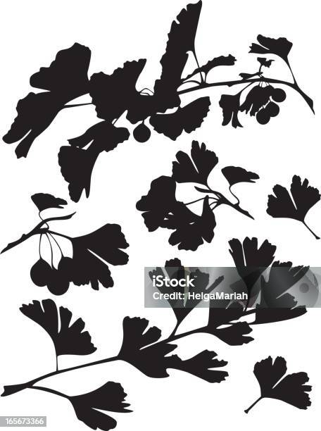 은행나무 실루엣 은행 나무에 대한 스톡 벡터 아트 및 기타 이미지 - 은행 나무, 0명, 검은색