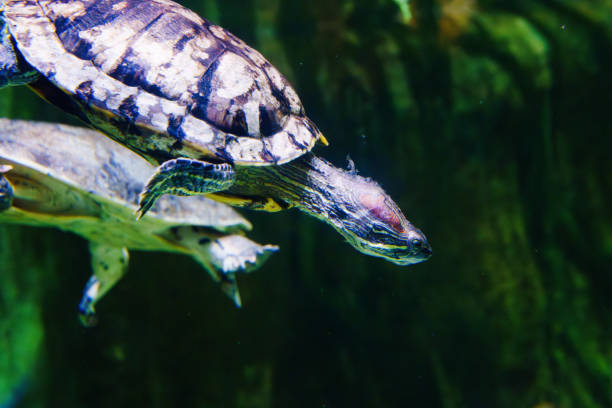 istock A water turtle swimming underwater. 1656739918