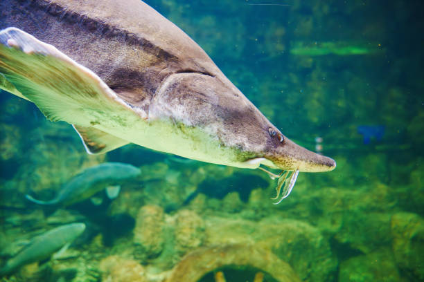 istock Beluga large aquarium. One of the largest freshwater predators. 1656740988