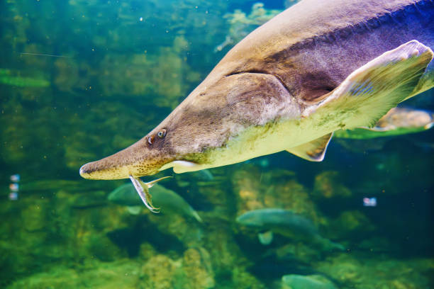 istock Beluga large aquarium. One of the largest freshwater predators. 1656742541