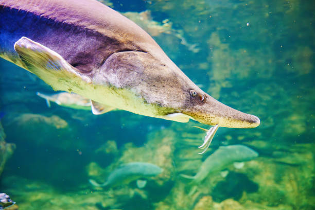 istock Beluga large aquarium. One of the largest freshwater predators. 1656744166