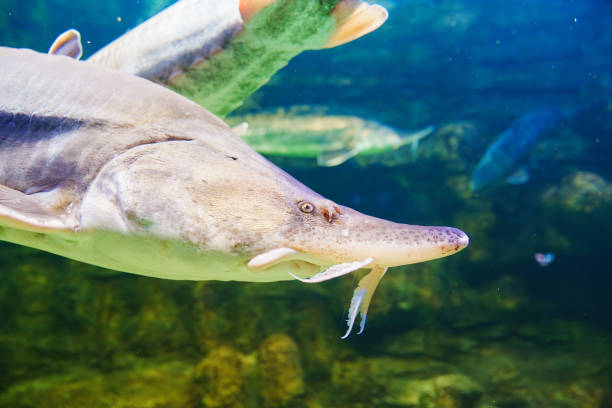 istock Beluga large aquarium. One of the largest freshwater predators. 1656745228