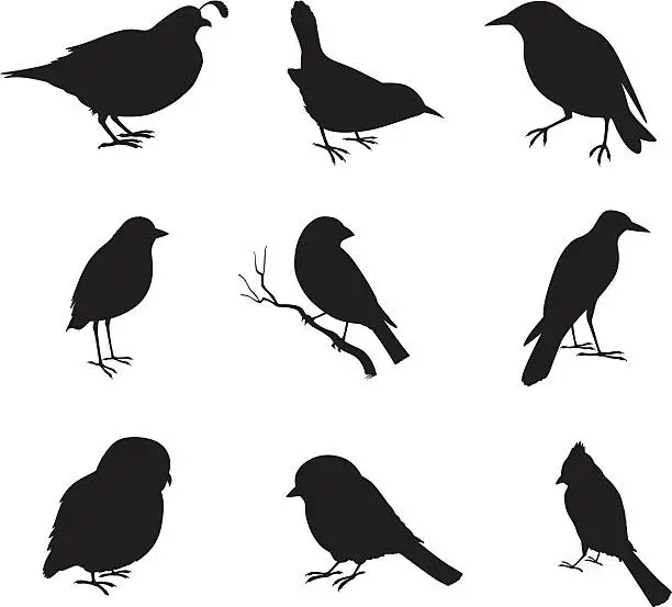 Vector illustration of Close-up of various birds