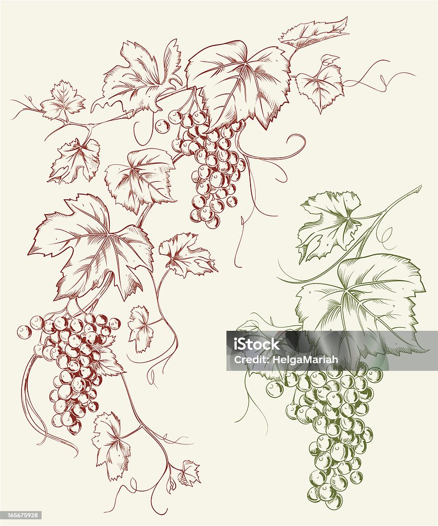 Uva de Grapevine de trazado dibujo - arte vectorial de Uva libre de derechos