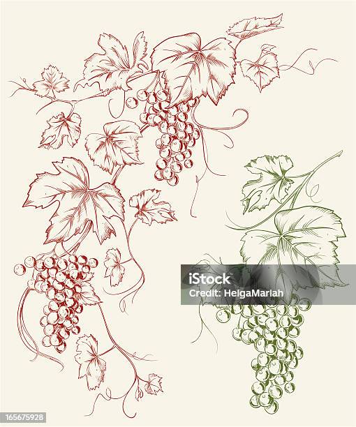 Ilustración de Uva De Grapevine De Trazado Dibujo y más Vectores Libres de Derechos de Uva - Uva, Parra, Ilustración