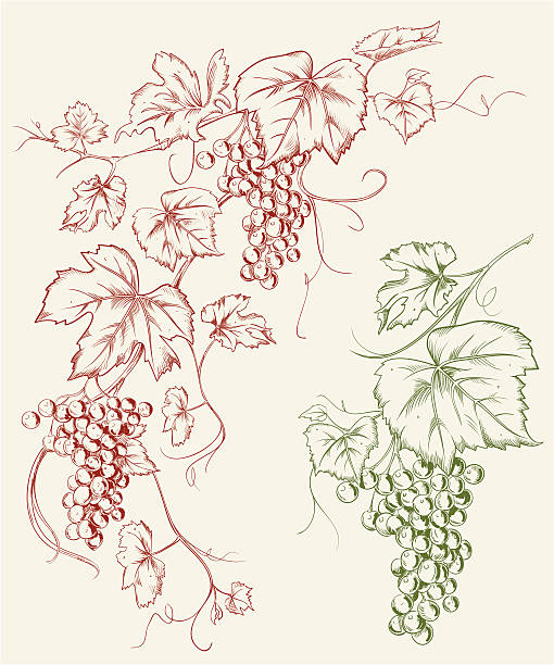 illustrations, cliparts, dessins animés et icônes de raisin ligne art dessin de grapevine - plante grimpante et vigne illustrations