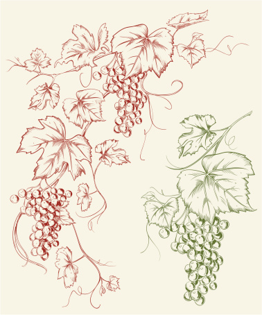 Grapevine Grape Line Art Drawing