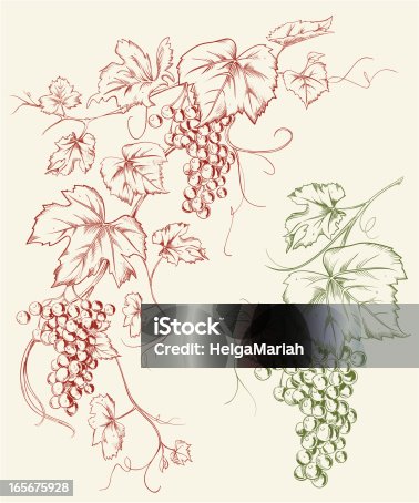 istock Grapevine Grape Line Art Drawing 165675928