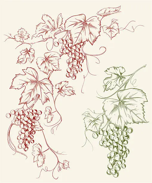 Vector illustration of Grapevine Grape Line Art Drawing