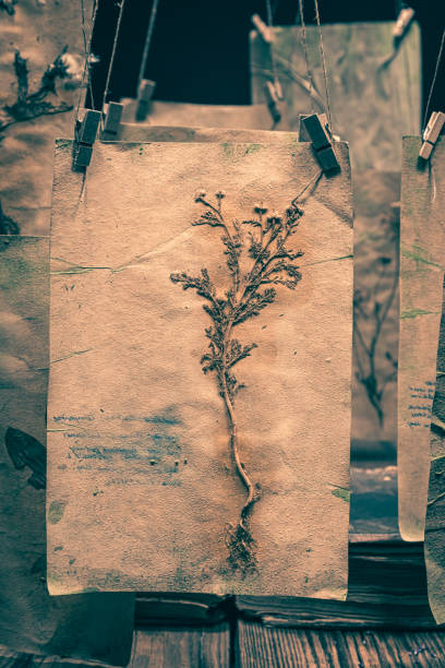 istock Herbalist workshop with dried herbs and flowers for Halloween. 1656763651