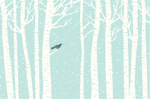 A bird perches among the birch trees while the snow softly falls.