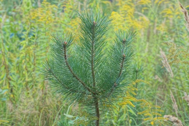istock one small coniferous green pine tree in the forest 1656764709