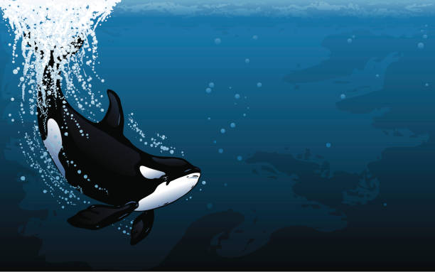 Orca nurkowania Widescreen – artystyczna grafika wektorowa