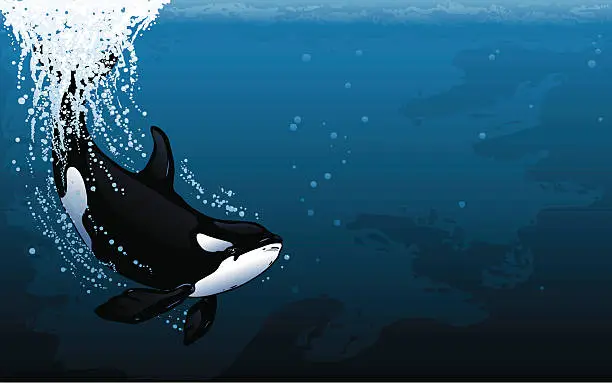 Vector illustration of Orca Dive Widescreen