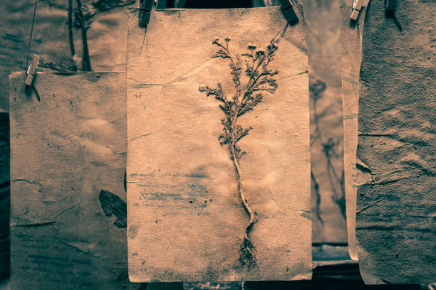 istock Herbalist workshop with flowers and dried herbs as Halloween background 1656768976