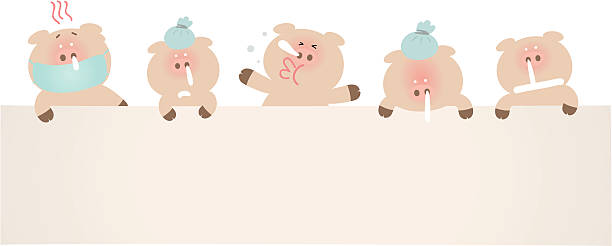 ilustrações, clipart, desenhos animados e ícones de sick suínos segurando uma placa em branco para sua mensagem - pig swine flu flu virus cold and flu