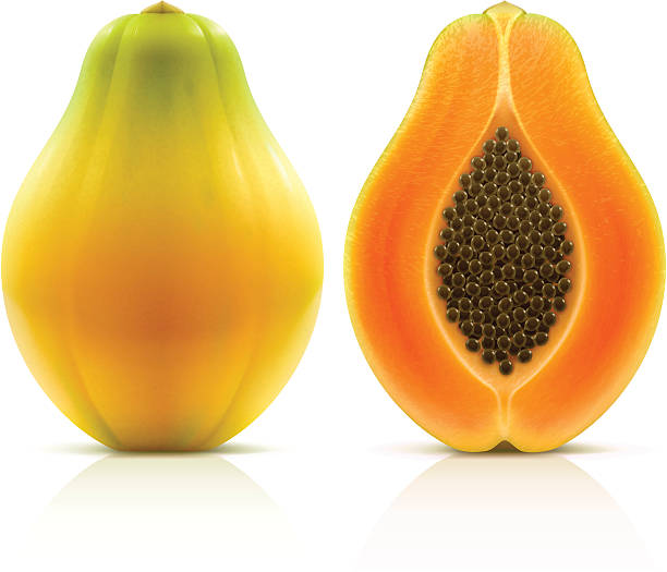 Papaya vector art illustration