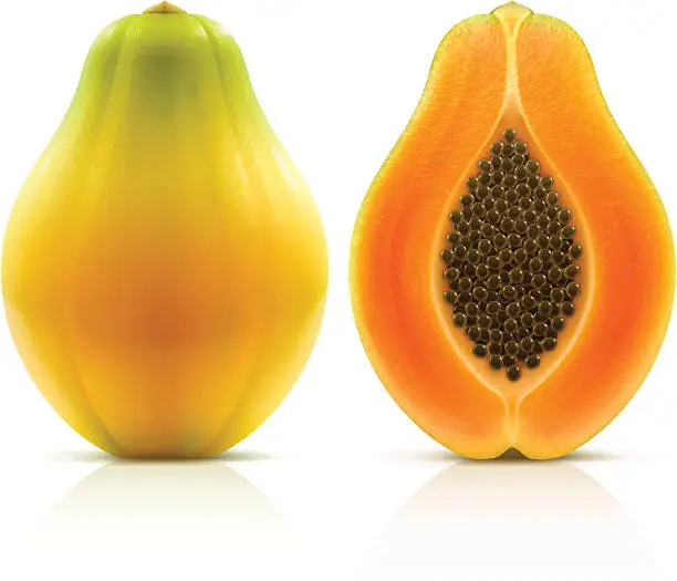 Vector illustration of Papaya