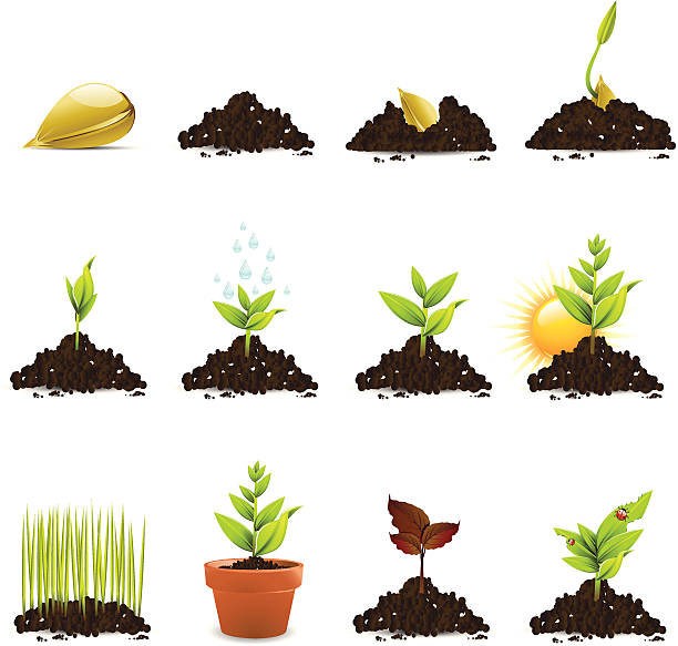 ilustraciones, imágenes clip art, dibujos animados e iconos de stock de semillas y los iconos de crecimiento de la planta - humus soil